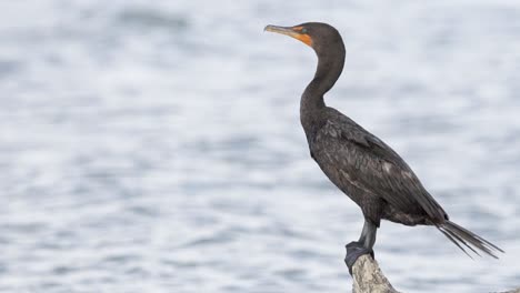 cormorant-perched-on-beach-log-branch-with-ocean-waves-in-background-in-slow-motion