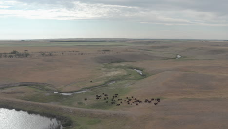 Steady-backwards-fly-over-shot-of-American-Plains-Bison-herd-grazing-in-scenic-meadow-Saskatchewan,-Canada