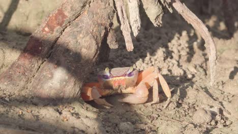 orange-and-purple-crab-crawling-out-of-sand-hole-around-mangrove-roots