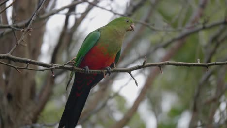 A-female-King-parrot-sits-perched-on-a-branch-and-observes-its-surroundings