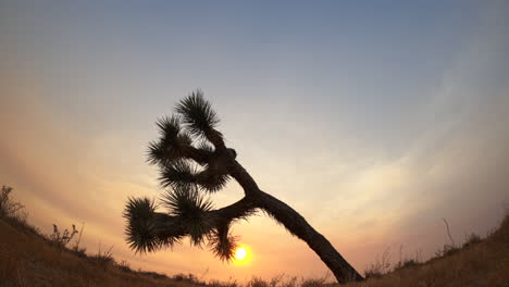 Sun-sets-behind-a-Joshua-tree-on-a-hazy-desert-evening---ultra-wide-angle-time-lapse