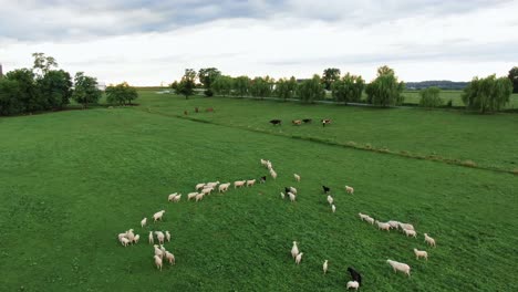 Flock-of-sheep-gather-to-form-a-line-and-follow-the-leader-in-green-grass-meadow-pasture,-aerial-of-livestock-on-rural-farm,-sheeple,-leadership,-followership-concept