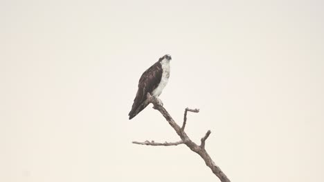osprey-calling-on-high-branch-with-overcast-sky-in-background