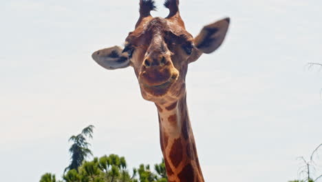 Very-Tight-Portrait-of-Wild-African-Giraffe-Chewing-and-Starting-in-Camera-in-Serengeti,-Kenya