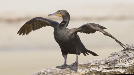 cormorant-spreading-wings-on-beach-log-on-a-windy-day-in-slow-motion