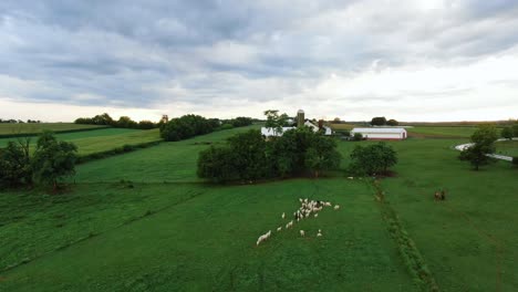 Descending-aerial-of-lush-green-farmland-and-meadow-pasture,-flock-of-sheep-in-distance,-establishing-shot-of-American-family-farm-in-rural-Lancaster-County-PA-countryside