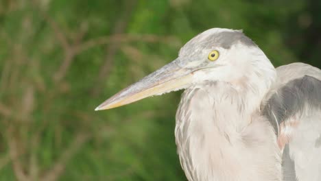 great-blue-heron-close-up-portrait-with-green-foliage-in-background