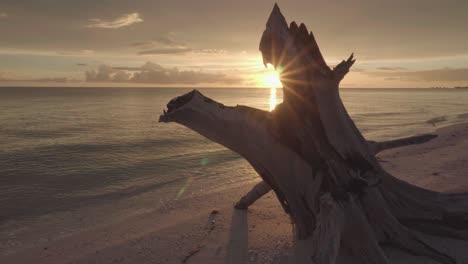 beach-sunset-with-ocean-and-tree-stump-in-sand