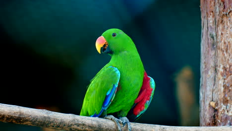Close-Up-Beautiful-Colorful-Green-Parrot-with-Orange-Red-Beak-Resting-on-Tree-Branch