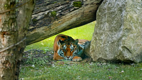Statische-Aufnahme-Eines-Sitzenden-Bengalischen-Tigers,-Der-Heftig-In-Die-Kamera-Starrt