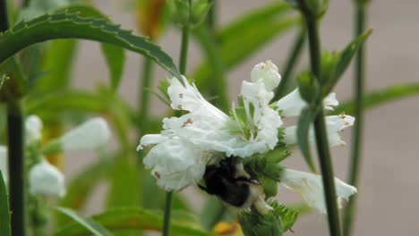 Bumblebee-Lands-On-A-Beautiful-White-Physostegia-Flowers-in-The-Garden---close-up