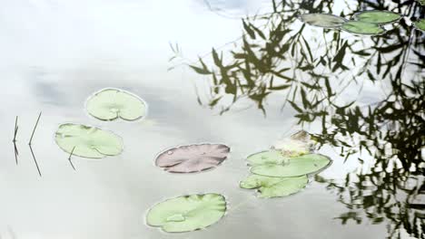 Grüne-Und-Violette-Seerosenblätter-Im-Teichwasser-Mit-Wellen