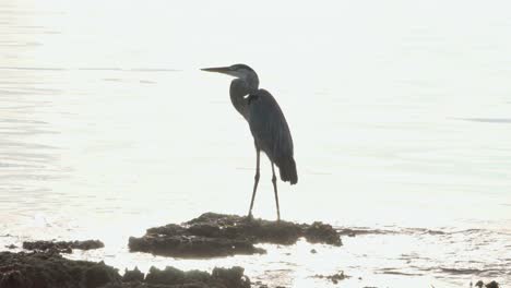 Great-Blue-Heron-Steht-Auf-Rifffelsen-Mit-Sonne-Im-Hintergrund-Ozeanwasserwellen