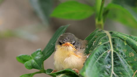 Cute-Young-Ashy-Wren-Warbler-fledgling-on-a-tree