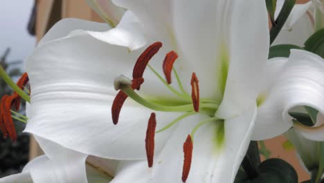Macro-Shot-Of-A-White-Royal-Lily-Flower-In-Full-Bloom---close-up