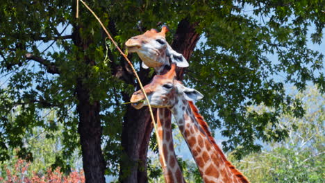 Close-Up-Shot-of-Pack-Giraffes-Eating-Neck-to-Neck-Branch-of-Tree