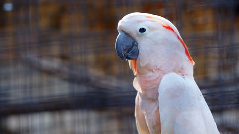 Enge-Nahaufnahme-Eines-Wunderschönen-Rosafarbenen-Tropischen-Papageien,-Der-Sich-Ausruht