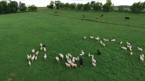 Aerial-of-flock-of-black-and-white-sheep-in-green-meadow-pasture-during-spring-summer,-horses-in-distance,-follow-the-leader-concept,-we-like-sheep-have-gone-astray