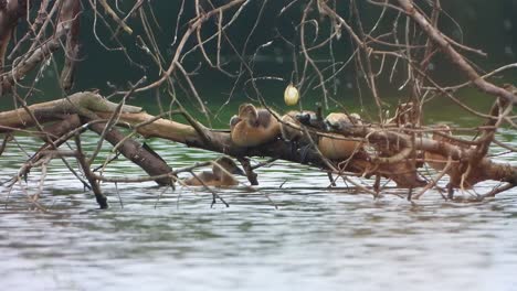 whistling-duck-chicks-chilling-on-pond