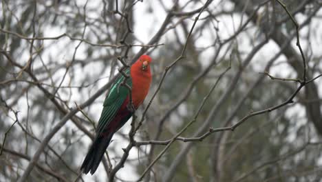 A-male-King-parrot-with-striking-red-colors-sits-perched-on-a-branch