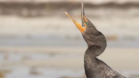 cormorant-portrait-close-up-with-beak-bill-opening