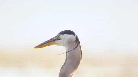 great-blue-heron-close-up-shaking-head-back-and-forth-in-slow-motion