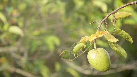 pond-apple-tree-close-up-with-ants-crawling