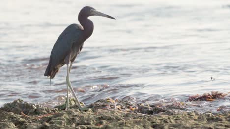 little-blue-heron-on-rocky-fossilized-reef-with-ocean-waves-in-background-in-slow-motion