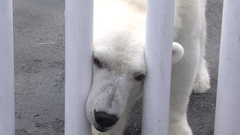 Polar-bear-in-captivity,-sticking-his-head-between-the-iron-bars