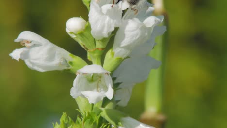 Honey-Bee-On-White-Physostegia-Flowers-Collecting-Pollen-In-The-Sunlight-With-Blurred-Nature-Background---selective-focus