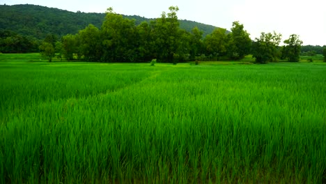 Reis-Fällt-Windig-Regenwasser