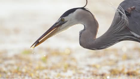 great-blue-heron-with-fish-clasped-in-bill-beak-at-beach-among-seaweed-in-slow-motion
