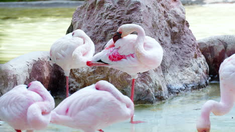 Static-Shot-of-Beautiful-White-Pink-Flamingos-Resting-in-Shallow-Water-Pond