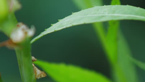 A-Sickle-bearing-Bush-cricket-Flies-Away-From-The-Green-Leaf-In-The-Garden-With-Blurry-Background---selective-focus