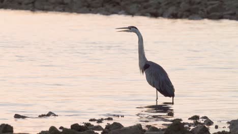 great-blue-heron-calling-on-rocky-beach-shore-in-the-morning