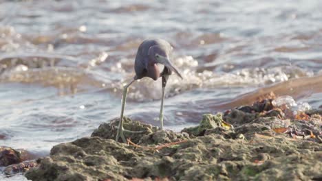 Little-Blue-Heron-Fängt-Nahrung-Bei-Ebbe-In-Versteinertem-Riff-Mit-Meereswellen-Im-Hintergrund-In-Zeitlupe