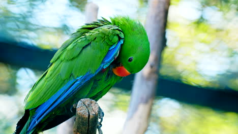 Portrait-of-Beautiful-Green-Tropical-Parrot-Cleaning-Chest