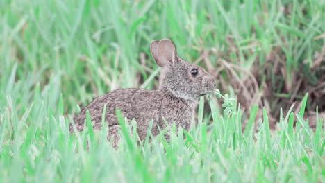 marsh-rabbit-eating-leaves-among-green-grass