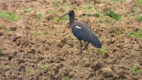 Ibis-finding-food-in-ground