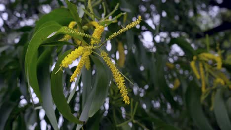 earleaf-acacia-in-rain-on-green-tree-closeup-Maharashtra-India