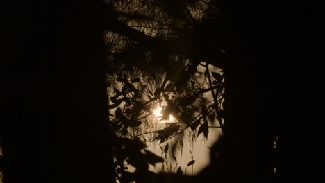 golden-yellow-sun-in-between-cypress-tree-silhouettes