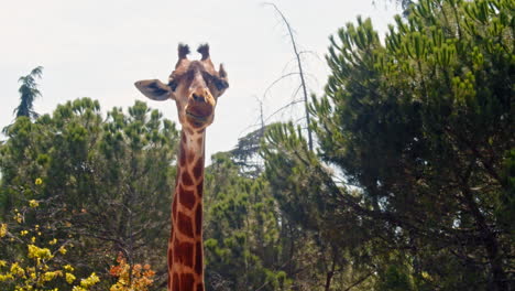 Nahaufnahme-Porträt-Einer-Wilden-Afrikanischen-Giraffe,-Die-In-Der-Kamera-Kaut-Und-Beginnt