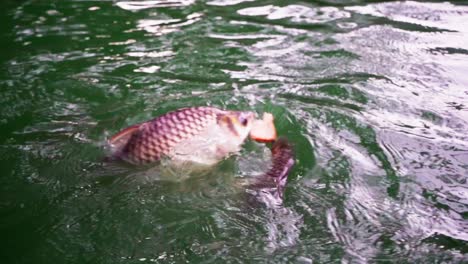 Feeding-the-fish-in-the-middle-of-the-lake-in-the-Lumphini-park,-Bangkok