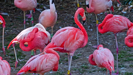 Static-Shot-of-Beautiful-Colorful-White-Pink-Flamingos-Sleeping