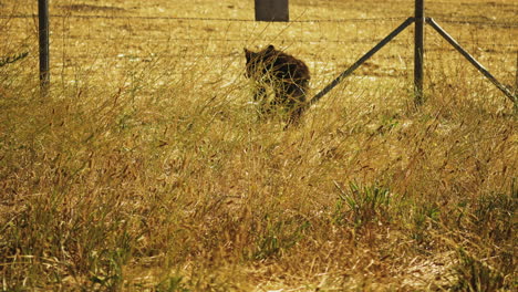 Young-Wild-Bear-Cub-Wandering-by-Fence-in-Cachuma,-California---Static