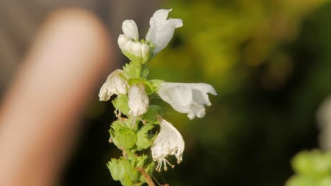 Elegante-Weiße-Physostegia-Pflanze-Mit-Blüten,-Die-Im-Frühling-Zu-Blühen-Beginnen