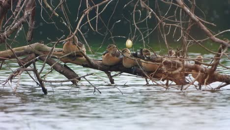 whistling-duck-chicks-in-pond