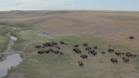 Bison-herd-foraging-for-food-beside-stream