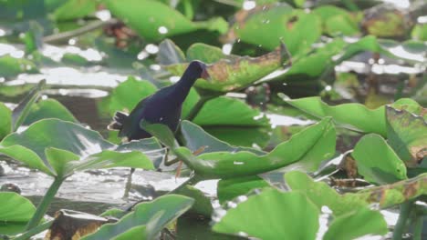 purple-gallinule-walking-along-spatterdock-lily-pads-with-morning-light-in-slow-motion