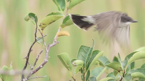 eastern-phoebe-perched-on-pond-apple-tree-branch-and-flying-away-in-slow-motion